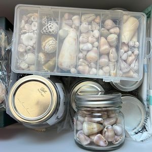 Assorted Seashells Personally Gathered From Oahu